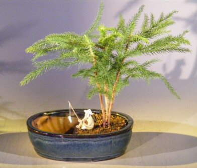 Norfolk Island Pine Bonsai Tree <br> Land/Water Pot- Medium <br><i>(Araucaria Heterophila)</i>