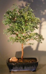 Silver Cypress (chamecyparis pisifera ‘Boulevard’)