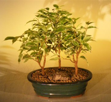 unknown Ficus Bonsai Tree - Variegated<br>3 Tree Forest Group<br><i>(ficus benjamina)</i>