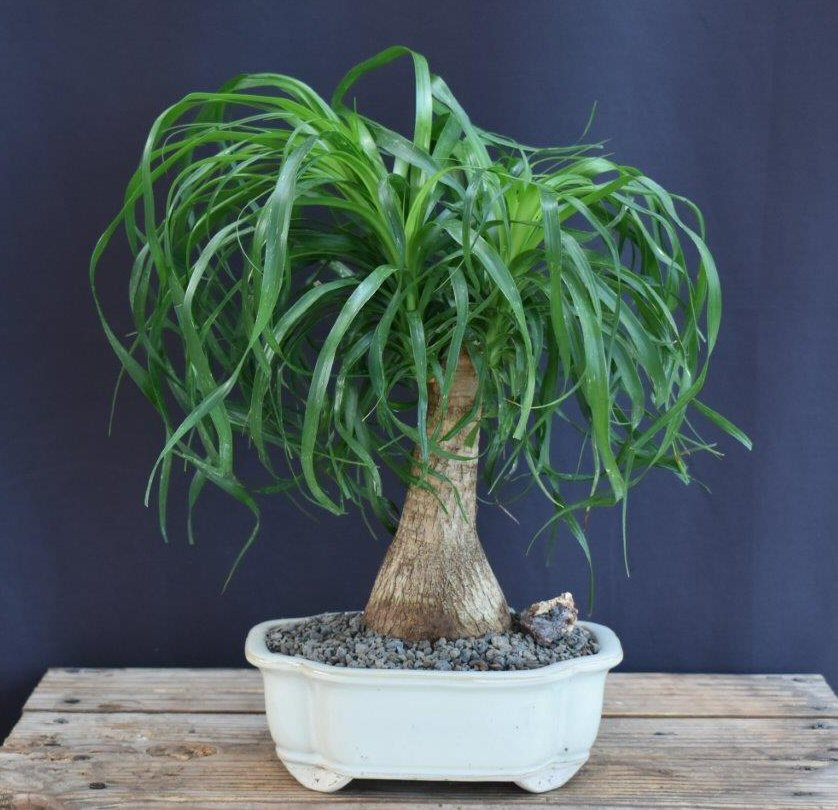 Artificial Bonsai Tree on Pony Tail Palm   Medium Beaucamea Recurvata