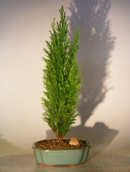 Indoor Bonsai Tree on Recommended Indoor Evergreen Bonsai Tree  Grown And Trained By Bonsai