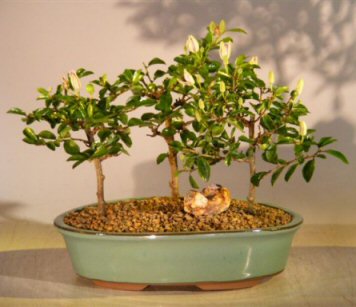 unknown Flowering Lavender Star Flower Bonsai<br>3 Tree Forest Group<br><i>(Grewia Occidentalis)</i>