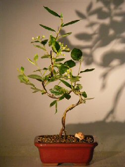 unknown Flowering Cotoneaster Bonsai Tree<br>Curved Trunk Style<br><i>(Cotoneaster 'Lucidus')</i>