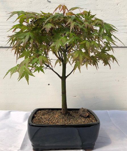 Japanese Green Maple Bonsai Tree - Large (acer palmatum) Image