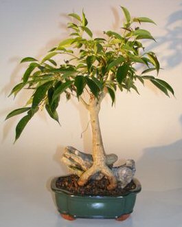 Ficus Oriental - Root Over Rock(ficus Orientalis)