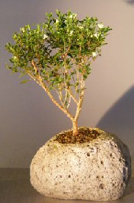 unknown Chinese Flowering White Serissa in Lava Rock Pot<br>Tree of a Thousand Stars<br><i>(Serissa Japonica)</i>