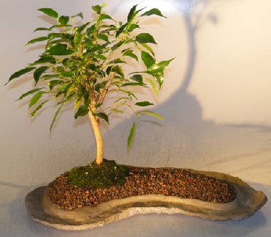 Ficus Oriental Bonsai Tree On Rock Slab <br><i>(ficus 'orientalis')</i>