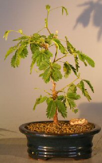 unknown Flowering Mimosa - Small<br><i>(mimosa pudica)</i>