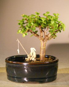 Baby Jade Bonsai Tree Land/Water Pot - Small(Portulacaria Afra) Image