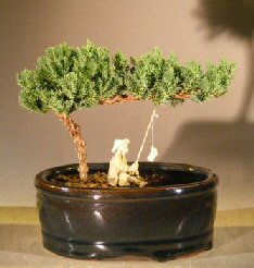 unknown Juniper Bonsai Tree<br>Water/Land Container - Small <br><i>(juniper procumbens nana) </i>