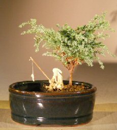 unknown Blue Moss Cypress Bonsai Tree<br>Water/Land Container - Small<br><i>(Chamecyparis glauca minima)</i>