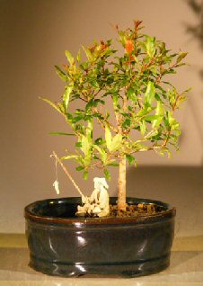 Flowering Dwarf Pomegranate Bonsai Tree Land/Water Pot  - Small(Punica Granatum) Image