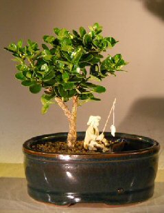 unknown Flowering Dwarf Plum Bonsai Tree<br>Water/Land Container - Small<br><i>(carissa macrocarpa)</i>