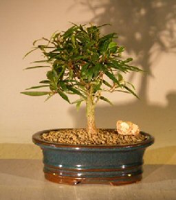 unknown Willow Leaf Ficus Bonsai Tree - Small<br><i>(Ficus Nerifolia/Salisafolia)</i>