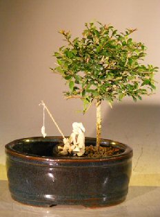 unknown Flowering Tropical Boxwood Bonsai Tree<br>Land/Water Container - Small<br><i>(neea buxifolia) </i>
