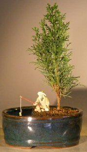 Artificial Bonsai Tree on Italian Cypress Evergreen Bonsai Treeland Water Container   Small