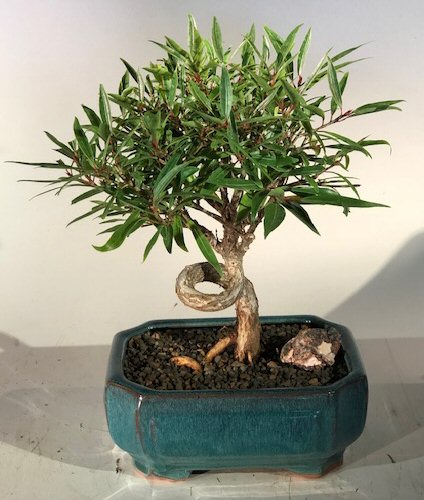 <b><font color = red>FREE SHIPPING ON THIS TREE </font></b><br>Willow Leaf Ficus Bonsai Tree - Medium <br>Coiled Trunk Style <br><i>(ficus nerifolia/salicafolia)</i>