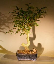 unknown Oriental Ficus Coiled Bonsai Tree - Large<br><i>(ficus benjamina 'orientalis')</i>