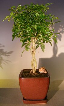 unknown Hawaiian Umbrella Bonsai Tree<br>Braided Twist - Variegated<br><i>(Arboricola Schefflera 'Luseanne')</i>