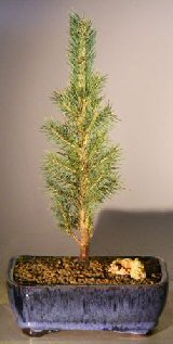 Colorado Blue Spruce Bonsai Tree - Medium(picea Pungens)