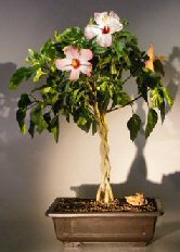 unknown Flowering Tropical Pink Hibiscus<br> Braided Trunk<br><i> (rosa sinensis)</i>