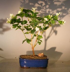 Flowering Arabian Jasmine (jasminum sambac)