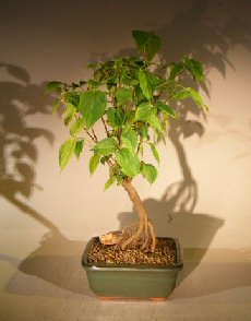 unknown Flowering Kousa Dogwood<br><i> (cornus kousa 'chinensis')</i>