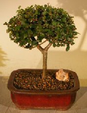 unknown Chinese Elm Bonsai Tree<br>Straight Trunk<br><i>(ulmus parvifolia)</i>