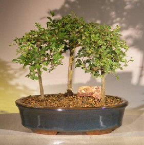 unknown Chinese Elm Bonsai Tree<br>3 Tree Forest Group Scene<br><i> (ulmus parvifolia)</i>