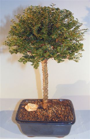 Chinese Seiju Elm(ulmus Parvifolia 