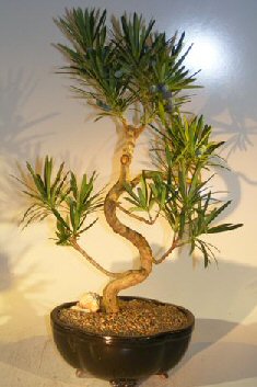 Flowering Podocarpus Bonsai TreeCurved Trunk Style - Large(podocarpus macrophyllus) Image