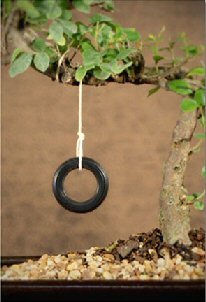 unknown Bonsai Tree Tire Swing