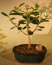 unknown Flowering Tropical Dwarf Apple Bonsai Tree - Small<br><i>(clusia rosea 'nana')</i>