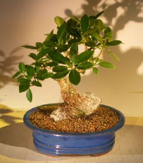 unknown Green Emerald Ficus Bonsai Tree<br>Root Over Rock Style<br><i>(ficus microcarpa)</i>