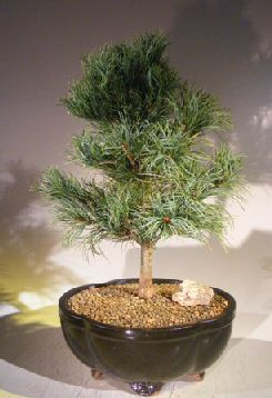 unknown Japanese White Pine Bonsai Tree <br><i>(pinus parviflora 'bergman')</i>