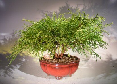 unknown Green Thread Cypress Bonsai Tree<br><i>(chamaecyparis pisifera 'golden mop')</i>