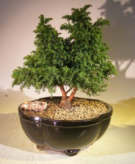 Cryptomeria Bonsai Tree- Large(japonica - Tansu)