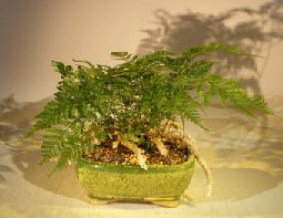 unknown White Rabbit's Foot Fern Bonsai Tree<br><i> (humata tyermanii)</i>