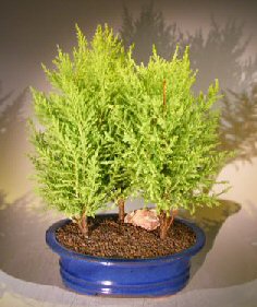 unknown Lemon Cypress Bonsai Tree<br>Three Tree Forest Group<br><i>(cupressus macrocarpa)</i>