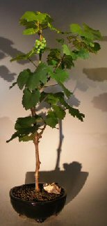 Wine Grape Bonsai TreeChardonnay Image