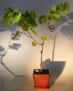 Seedless Grape Bonsai TreeVitis labrusca 'Reliance' Image