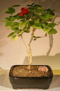 Flowering Coolie Cap Bonsai Tree (AKA Chinese Hat) (holmskioldia sanguinea)