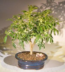 Golden Hawaiian Umbrella Bonsai Tree – Medium (arboricola schefflera ‘luseanne’)