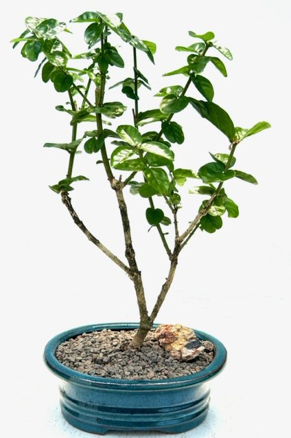Flowering Grand Duke Jasmine Bonsai Tree (Jasminum sambac grand duke)