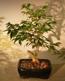 Oriental Ficus Coiled Bonsai Tree – Medium (ficus benjamina ‘orientalis’)