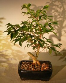 Oriental Ficus Coiled Bonsai Tree - Medium (ficus benjamina 'orientalis')