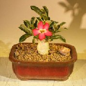 Flowering Desert Rose Bonsai Tree - Small (Adenium Obesum)