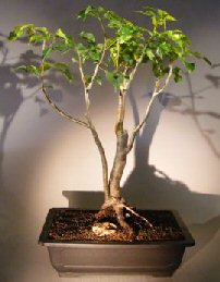 unknown Flowering Gumbo Limbo - Root Over Rock<br><i>(Bursera Simaruba)</i>