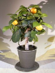 Artificial Lemon Bonsai Tree Image