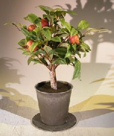 Artificial Pomegranate Bonsai Tree Image